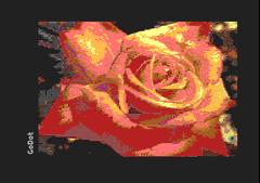 Red Rose
